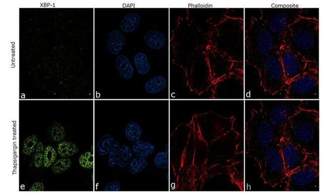 XBP1 Antibody in Immunocytochemistry (ICC/IF)