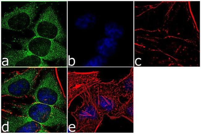 14-3-3 zeta Antibody in Immunocytochemistry (ICC/IF)