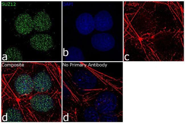 SUZ12 Antibody in Immunocytochemistry (ICC/IF)