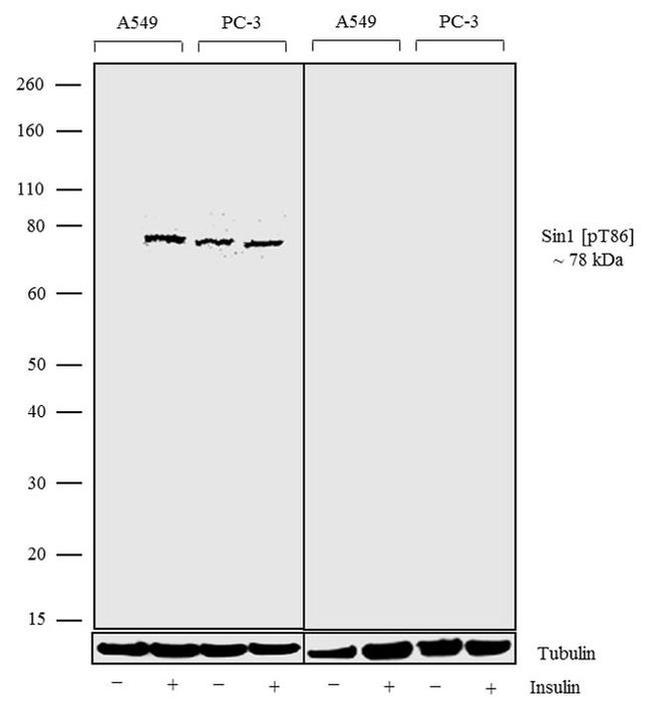 Phospho-MAPKAP1 (Thr86) Antibody in Western Blot (WB)