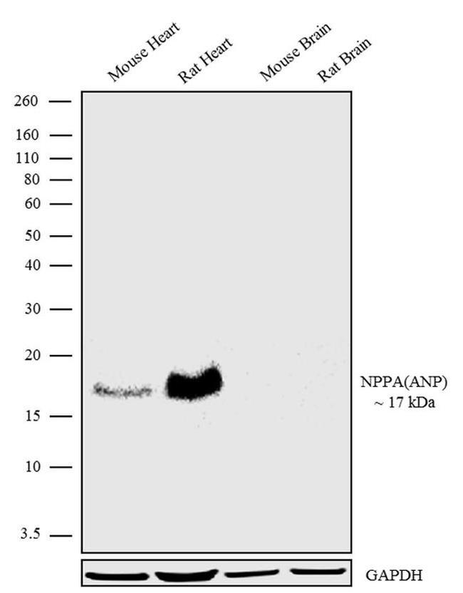 ANP Antibody in Western Blot (WB)