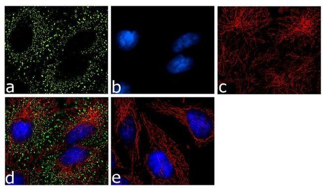 eIF4A2 Antibody in Immunocytochemistry (ICC/IF)