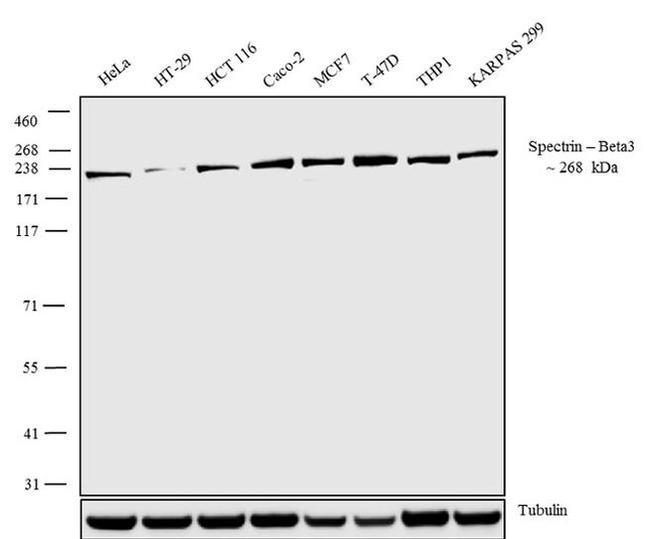 Spectrin beta-3 Antibody in Western Blot (WB)