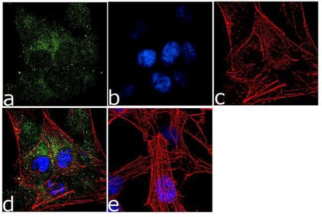 SLC7A11 Antibody in Immunocytochemistry (ICC/IF)