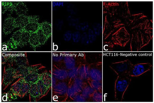 RIP3 Antibody in Immunocytochemistry (ICC/IF)