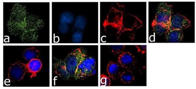 Phospho-Btk (Tyr223) Antibody in Immunocytochemistry (ICC/IF)