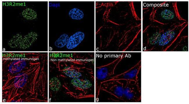 H3R2me1 Antibody in Immunocytochemistry (ICC/IF)