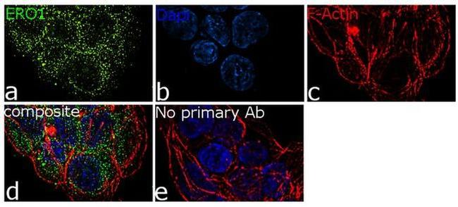 ERO1L Antibody in Immunocytochemistry (ICC/IF)