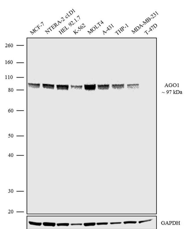 AGO1 Antibody in Western Blot (WB)