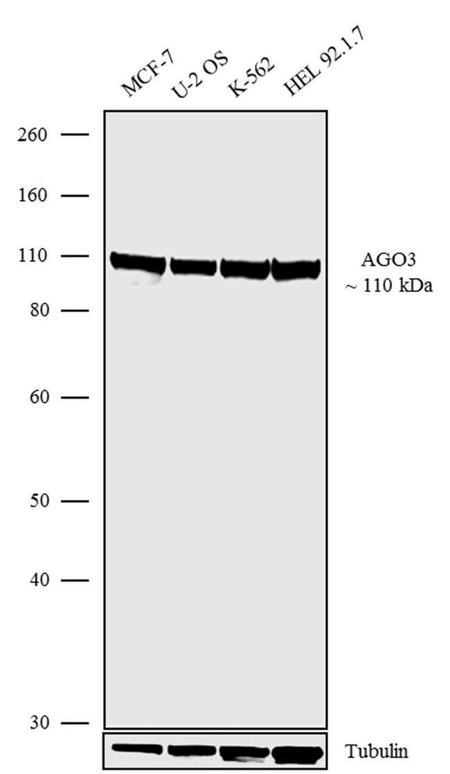 Argonaute 3 Antibody in Western Blot (WB)