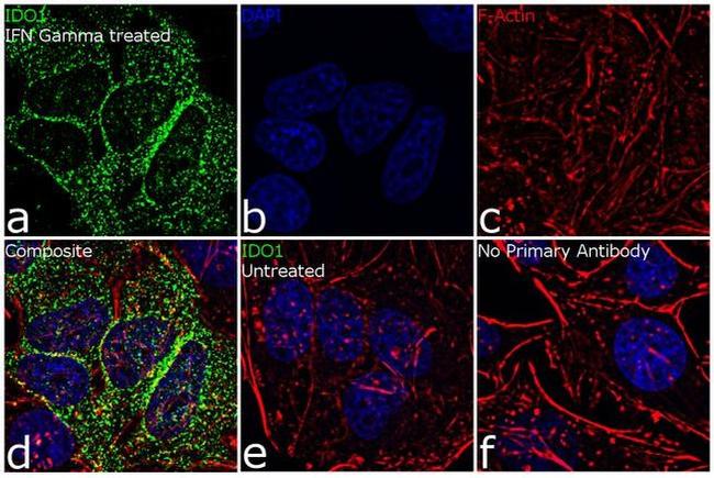 IDO Antibody in Immunocytochemistry (ICC/IF)