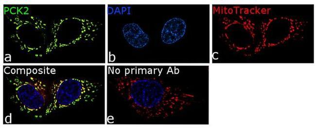 PCK2 Antibody in Immunocytochemistry (ICC/IF)