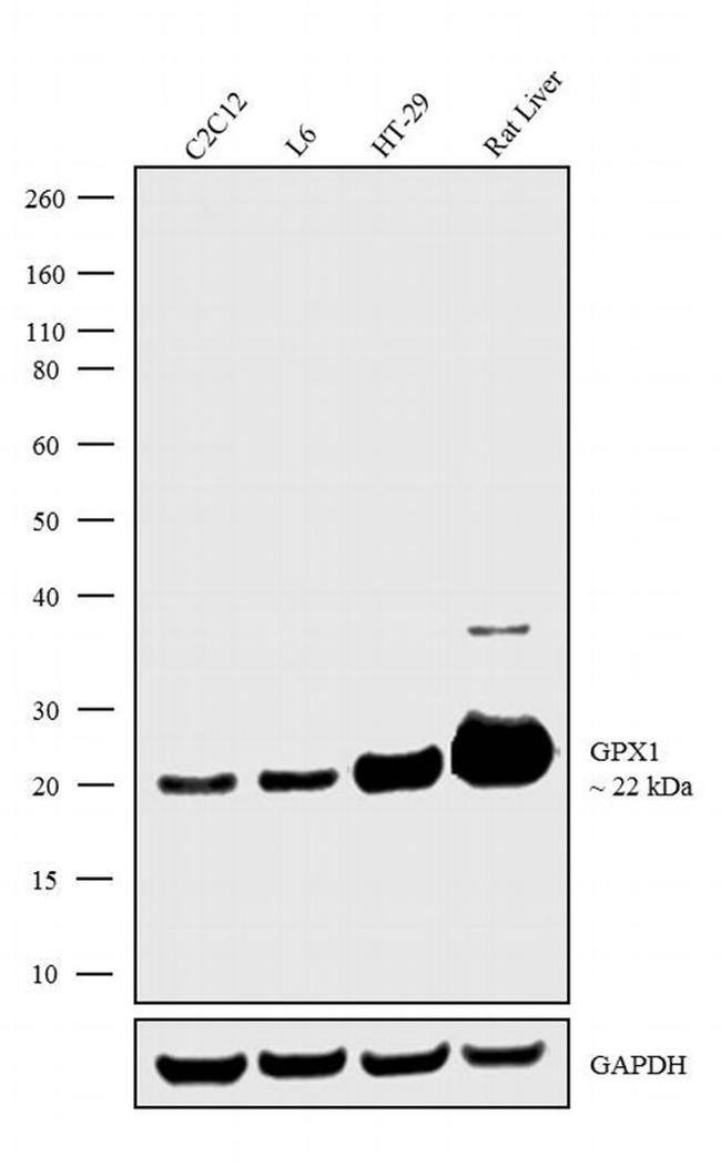 GPX1 Antibody in Western Blot (WB)