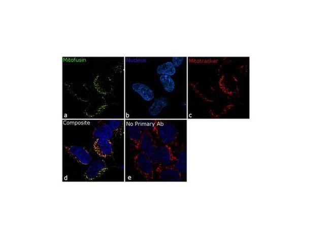 MFN2 Antibody in Immunocytochemistry (ICC/IF)