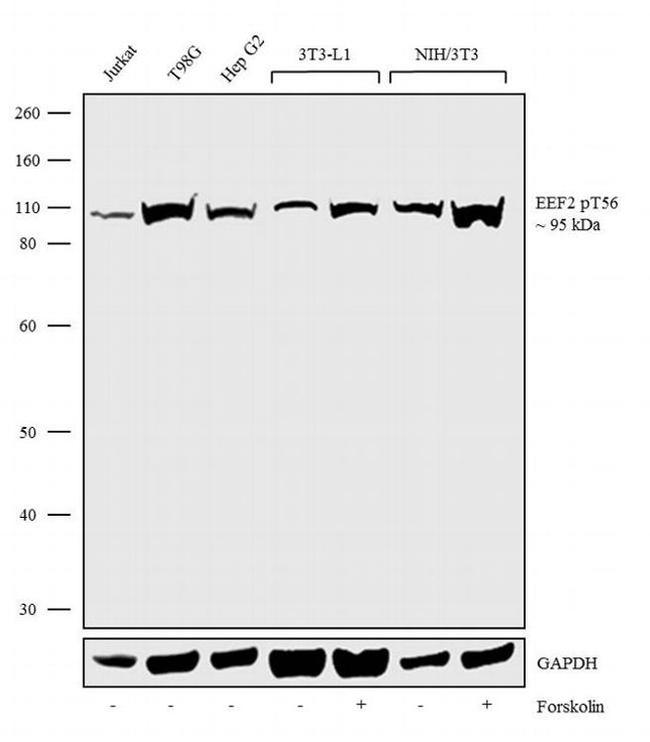 Phospho-EEF2 (Thr56) Antibody in Western Blot (WB)