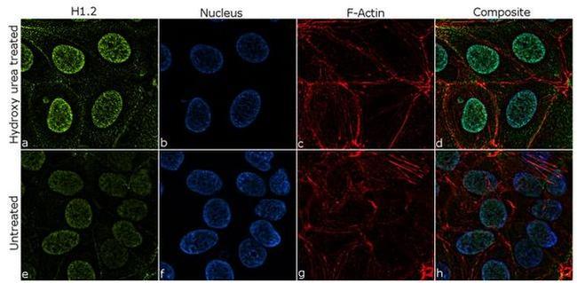 Histone H1.2 Antibody in Immunocytochemistry (ICC/IF)