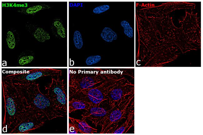 H3K4me3 Antibody in Immunocytochemistry (ICC/IF)