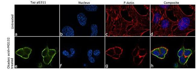 Phospho-WWTR1 (Ser311) Antibody in Immunocytochemistry (ICC/IF)