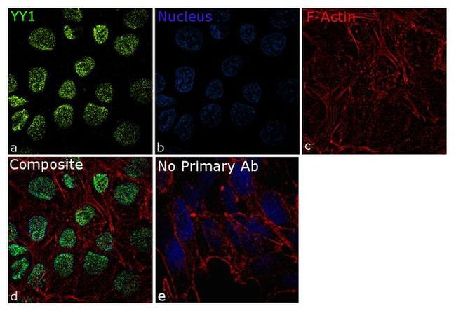 YY1 Antibody in Immunocytochemistry (ICC/IF)