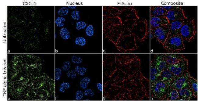 CXCL1 Antibody in Immunocytochemistry (ICC/IF)