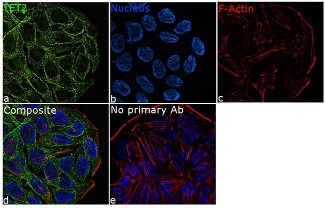 TET2 Antibody in Immunocytochemistry (ICC/IF)