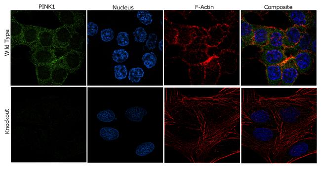 PINK1 Antibody in Immunocytochemistry (ICC/IF)