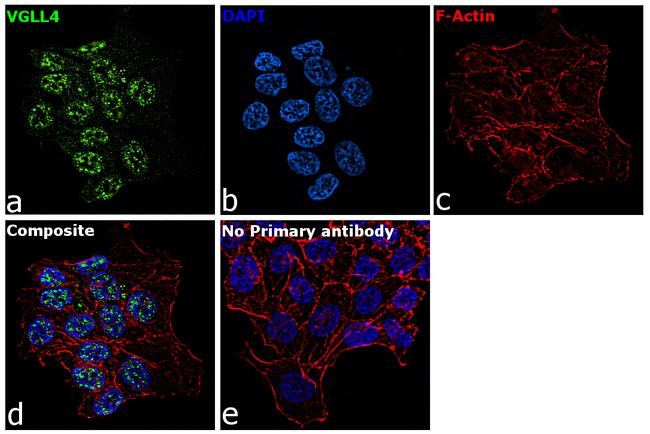 VGLL4 Antibody in Immunocytochemistry (ICC/IF)