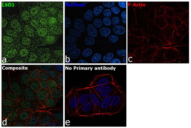 LSD1 Antibody in Immunocytochemistry (ICC/IF)