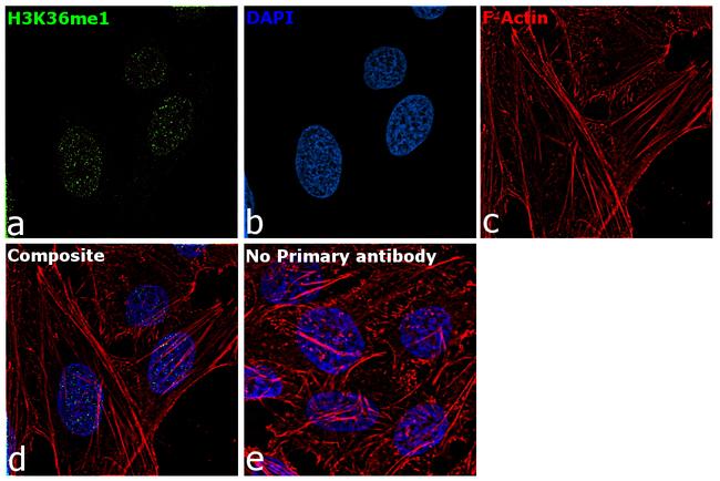 H3K36me1 Antibody in Immunocytochemistry (ICC/IF)