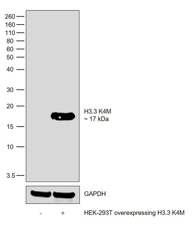 H3.3 K4M oncohistone mutant Antibody in Western Blot (WB)