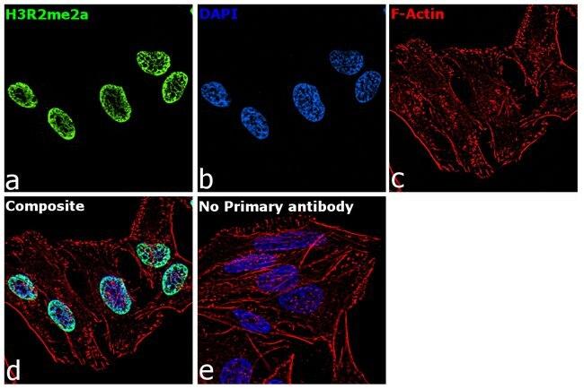 H3R2me2a Antibody in Immunocytochemistry (ICC/IF)