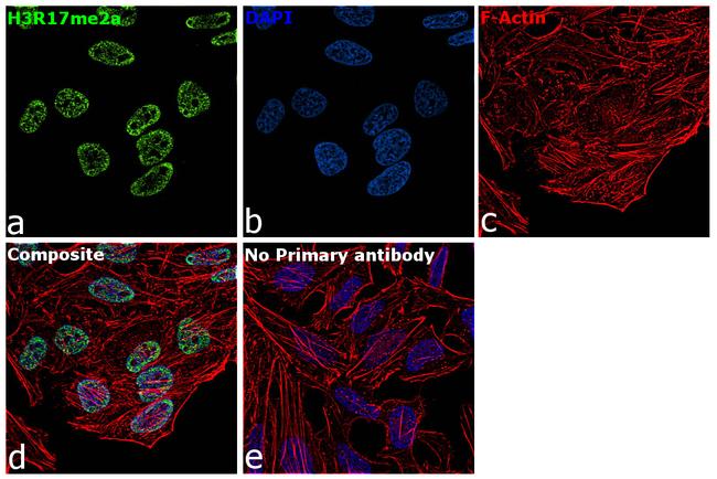 H3R17me2a Antibody in Immunocytochemistry (ICC/IF)