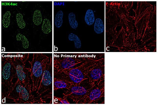 H3K4ac Antibody in Immunocytochemistry (ICC/IF)