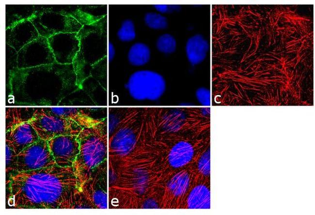 Pan-cadherin Antibody in Immunocytochemistry (ICC/IF)