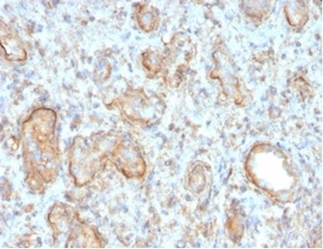 Complement 3d (C3d) (Acute Humoral Rejection Marker) Antibody in Immunohistochemistry (Paraffin) (IHC (P))