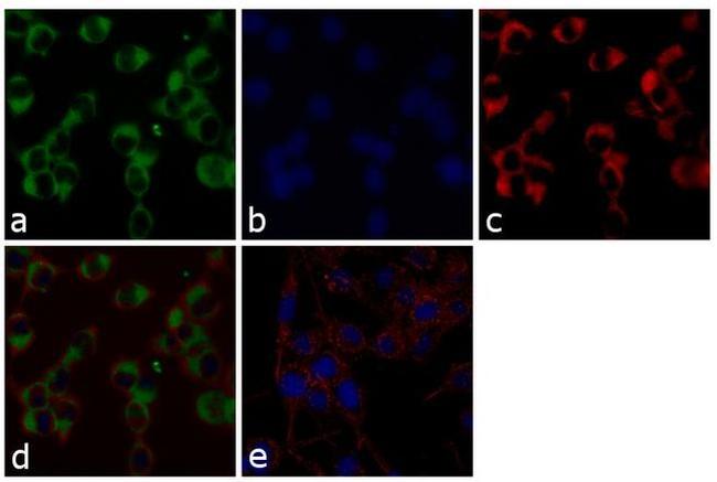 NMDAR2B Antibody in Immunocytochemistry (ICC/IF)