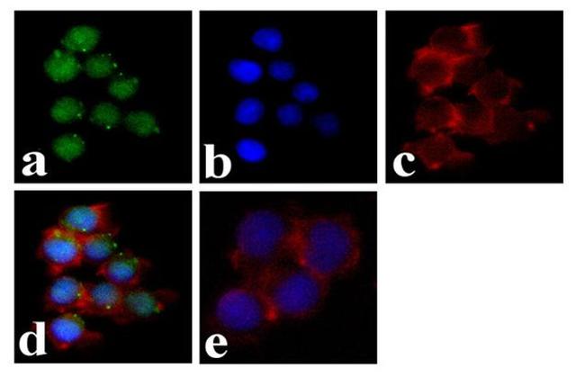 Phospho-Lyn (Tyr507) Antibody in Immunocytochemistry (ICC/IF)