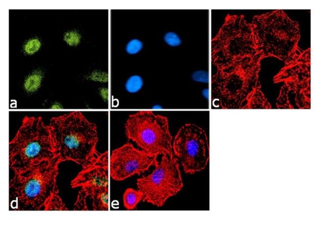 FOXA2 Antibody in Immunocytochemistry (ICC/IF)