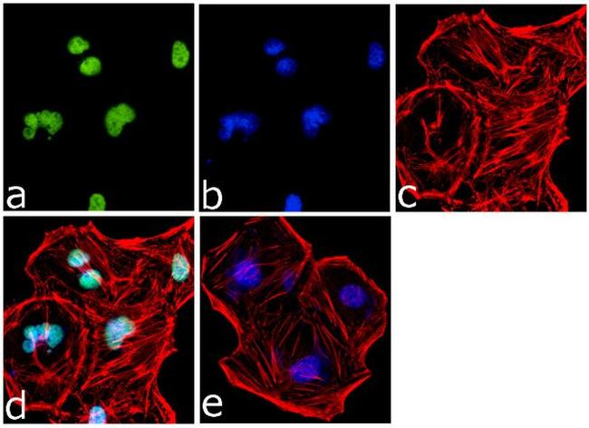 H3K4me2 Antibody in Immunocytochemistry (ICC/IF)