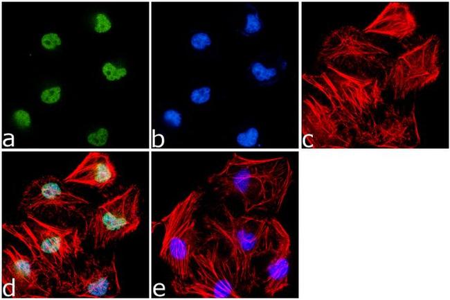 H3K79me2 Antibody in Immunocytochemistry (ICC/IF)