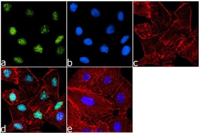 Phospho-Histone H4 (Ser1) Antibody in Immunocytochemistry (ICC/IF)