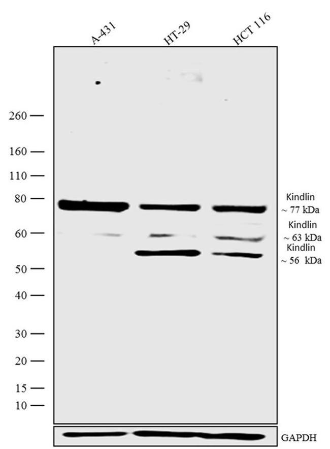 Kindlin Antibody in Western Blot (WB)