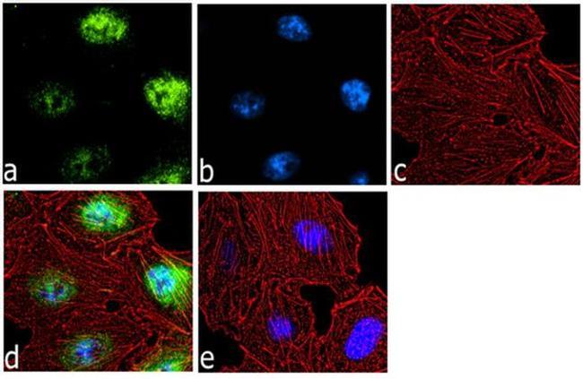 HRX Antibody in Immunocytochemistry (ICC/IF)