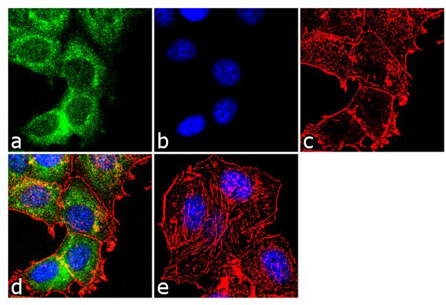 PRMT1 Antibody in Immunocytochemistry (ICC/IF)