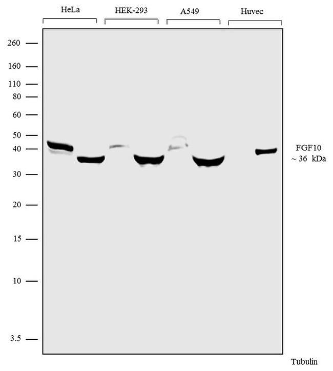 FGF10 Antibody in Western Blot (WB)