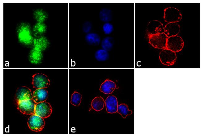 FOXO4 Antibody in Immunocytochemistry (ICC/IF)