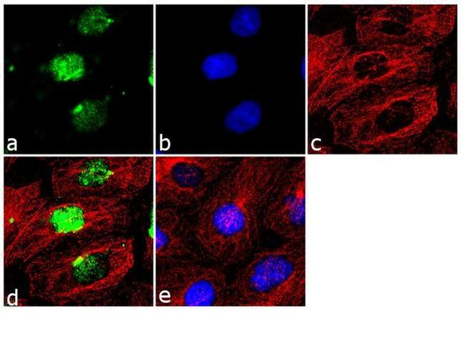 SOX15 Antibody in Immunocytochemistry (ICC/IF)