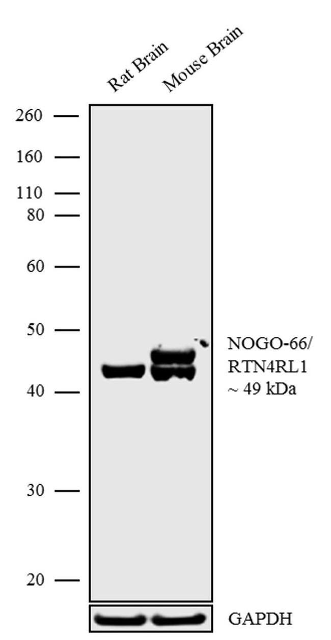 Nogo Receptor Antibody in Western Blot (WB)