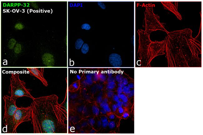 DARPP-32 Antibody in Immunocytochemistry (ICC/IF)