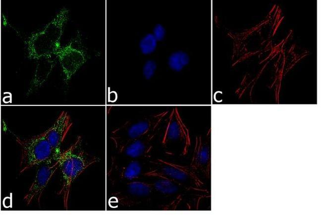 NSUN4 Antibody in Immunocytochemistry (ICC/IF)